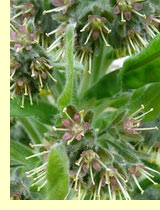 Трубкоцвет Биберштейна (Solenanthus biebersteinii) Трубкоцвет Биберштейна (Solenanthus biebersteinii)